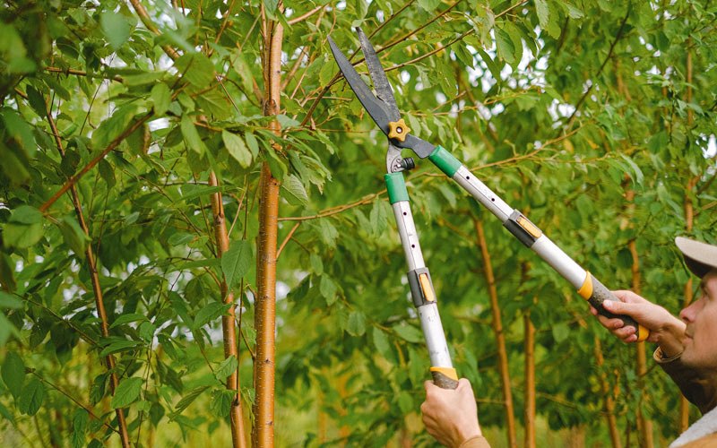 Tree trimming in Lake City, IA
