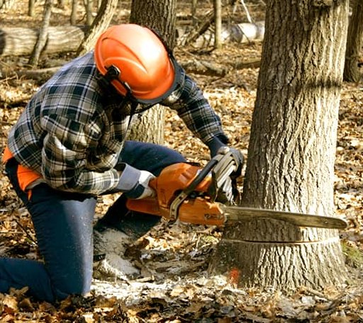 Tree Removal in Lake City, IA